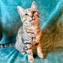 Thumbnail photo of Huey #2