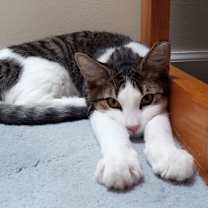 Thumbnail photo of Firefly #4