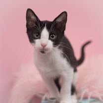 Thumbnail photo of Colt #1