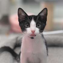 Thumbnail photo of Colt #2