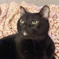 Thumbnail photo of Coraline #2