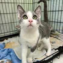 Thumbnail photo of Cinnamon (and Honey) #1