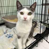 Thumbnail photo of Honey (and Cinnamon) #1