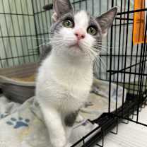 Thumbnail photo of Cinnamon (and Honey) #3