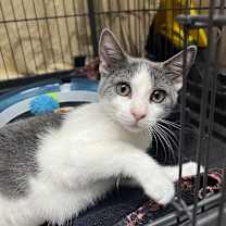 Thumbnail photo of Cinnamon (and Honey) #4