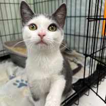 Thumbnail photo of Honey (and Cinnamon) #4