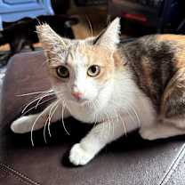 Thumbnail photo of Buttercup #3