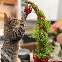 Thumbnail photo of Zen #1