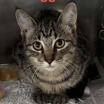 Thumbnail photo of Tiggi 25 #1