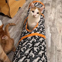 Thumbnail photo of Moth #1