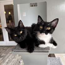 Thumbnail photo of Eggroll #4