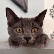 Thumbnail photo of Mr. Grey #2