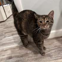 Thumbnail photo of Dottie #1