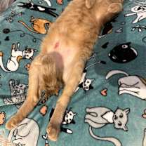 Thumbnail photo of Dexter #3