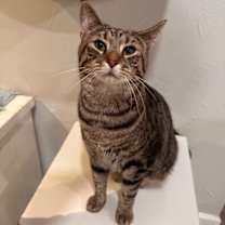 Thumbnail photo of Tiger Jim #2