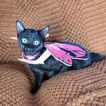 Thumbnail photo of Nova #2