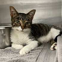 adopt-pet
