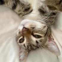 Thumbnail photo of Stevie Ray #2