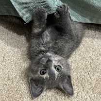 adopt-pet