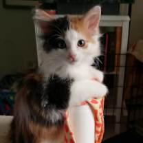 adopt-pet