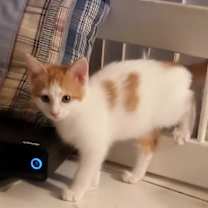 adopt-pet