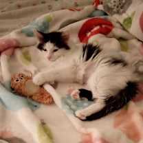 adopt-pet