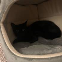 Thumbnail photo of Chrysler (25-201 C) #2