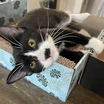 adopt a pet