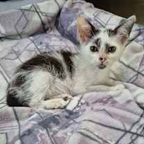 Thumbnail photo of Cozy #1