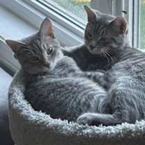 Thumbnail photo of Stella (Bonded with Lennox) #3