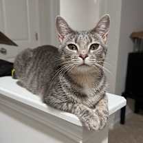 Thumbnail photo of Aurora #1