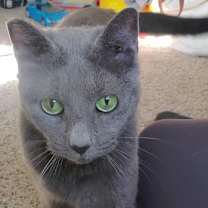 Thumbnail photo of Allosaurus #1