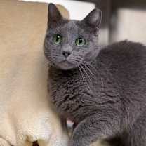 Thumbnail photo of Allosaurus #2