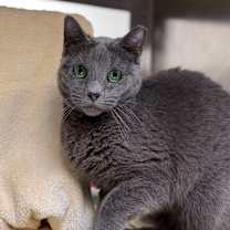 Thumbnail photo of Allosaurus #3