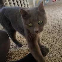 Thumbnail photo of Allosaurus #4