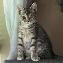 Thumbnail photo of Sookie #3