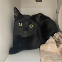 adopt-pet