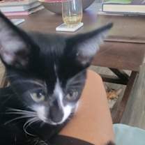 Thumbnail photo of Patch #4