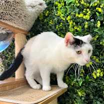 Thumbnail photo of Domino #3