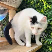 Thumbnail photo of Domino #4