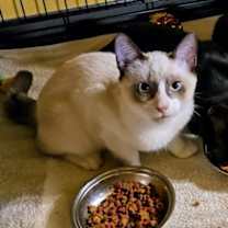 Thumbnail photo of Ziggy 4 #4