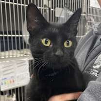adopt-pet