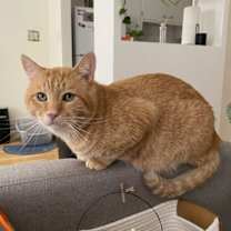 Thumbnail photo of Nacho #4