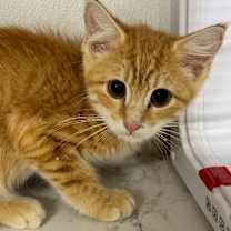 Thumbnail photo of Wisp JG #2