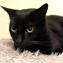 Thumbnail photo of Nacho #1