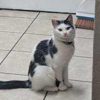 Thumbnail photo of Dutchess #2