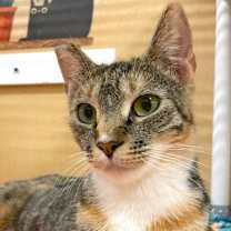 Thumbnail photo of PEPPER #1