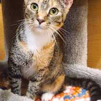 Thumbnail photo of PEPPER #2