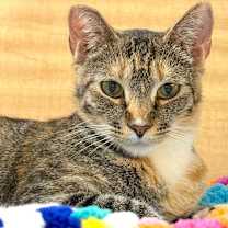 Thumbnail photo of PEPPER #3