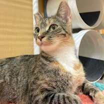 Thumbnail photo of PEPPER #4